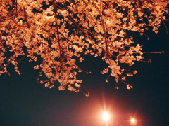 花見酒 隠し味かな 夜の桜