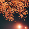 花見酒 隠し味かな 夜の桜
