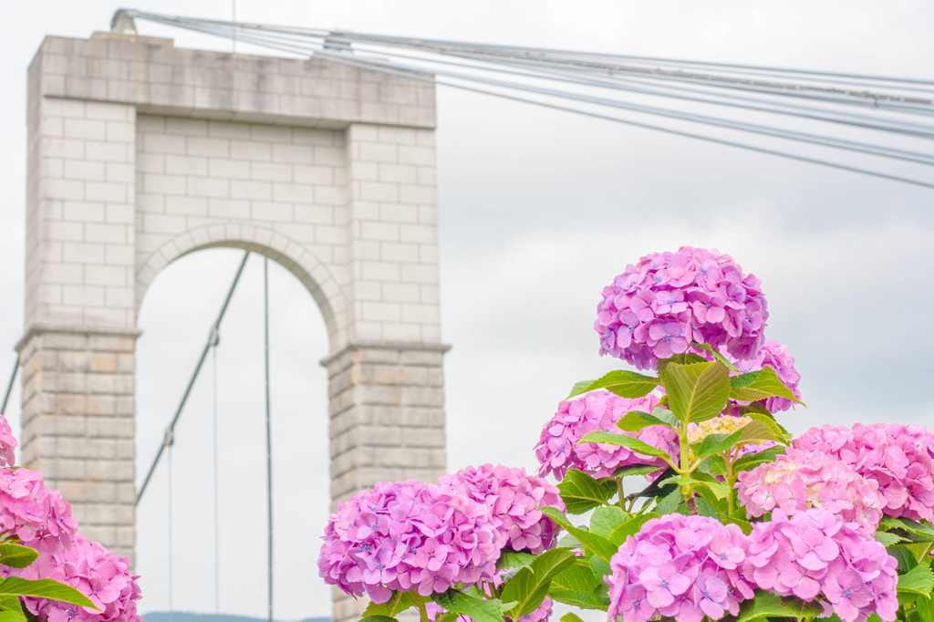 吊り橋と紫陽花