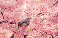 河津桜が美味しい季節