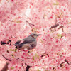 河津桜が美味しい季節