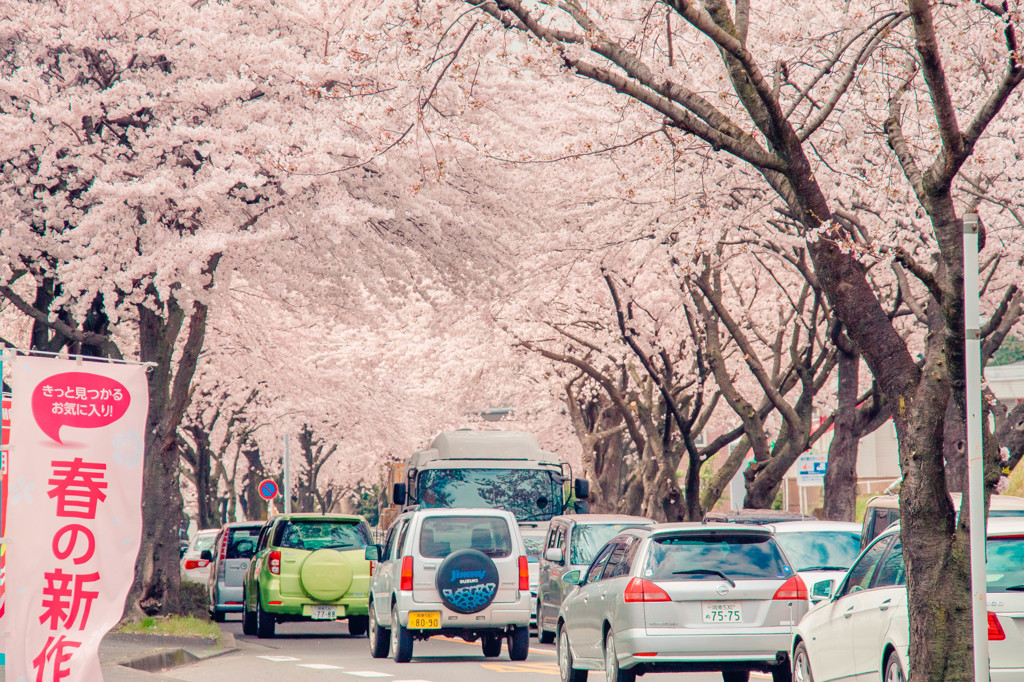 はだの桜みち