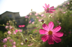 Red cosmos