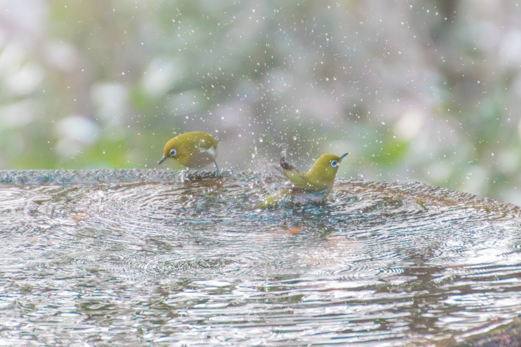 ちょっ！水かけるなよっ！！