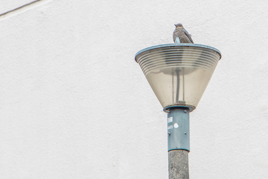 飾りじゃないのよ ha han