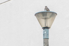 飾りじゃないのよ ha han