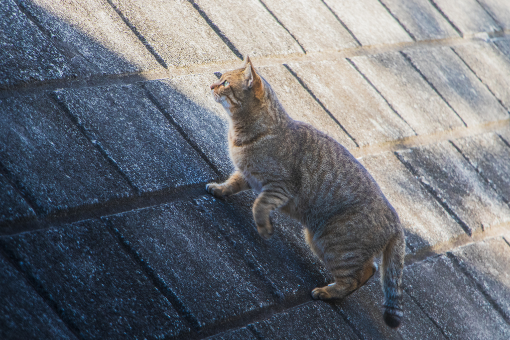 ターゲット・ロックオン