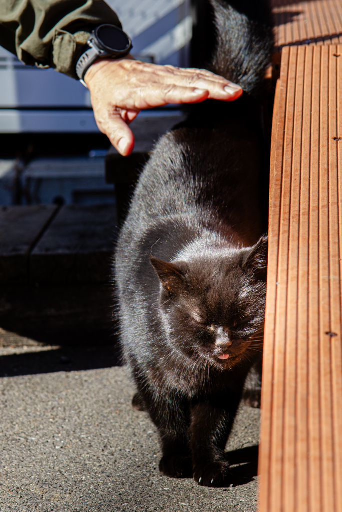 「もっと近う。くるうしゅうないぞ。」
