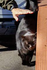 「もっと近う。くるうしゅうないぞ。」