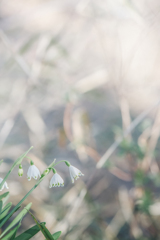 スノーフレークが揺れる道