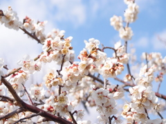 オリンパスブルー？