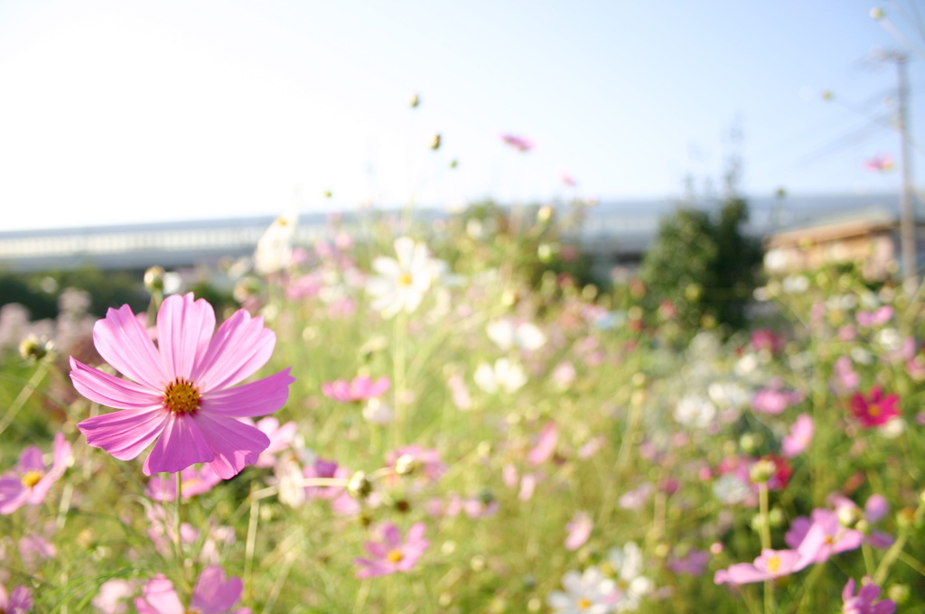 Pink cosmos