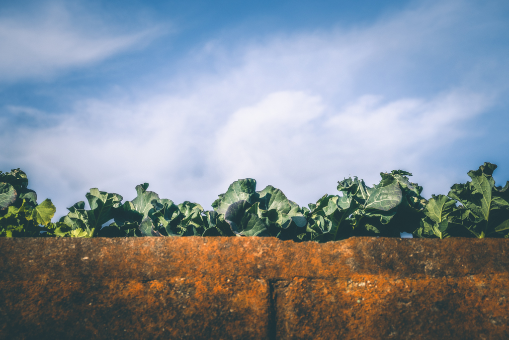 すくすく育つ冬野菜