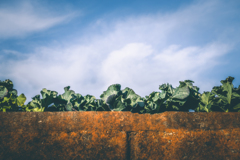 すくすく育つ冬野菜