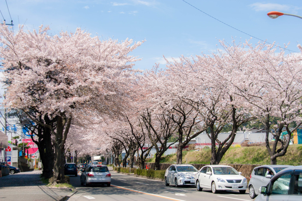 はだの桜みち-2