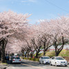 はだの桜みち-2