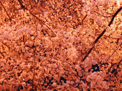 夜桜絨毯