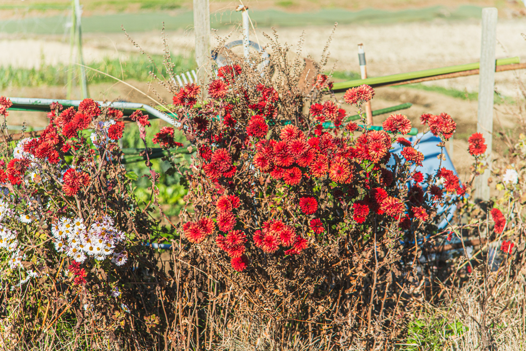 枯れてもなお美しく
