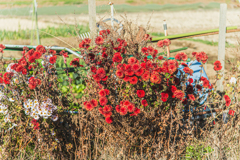 枯れてもなお美しく