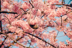 河津桜が美味しい季節02