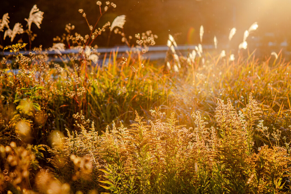 美しくも価値ない黄金