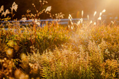 美しくも価値ない黄金