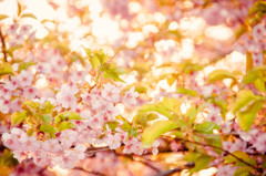 夕焼け染まる河津桜