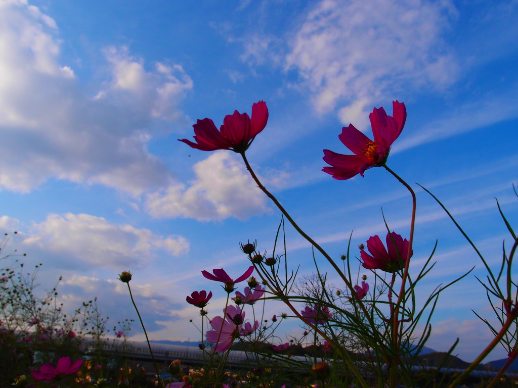 夕暮れ間近の青空と秋桜