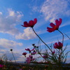 夕暮れ間近の青空と秋桜