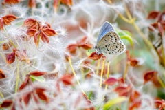 エイリアンと対峙す