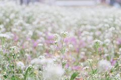 ぺんぺん草、命ふくやかに咲く