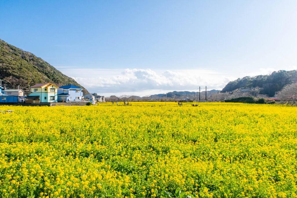 南伊豆の菜の花畑