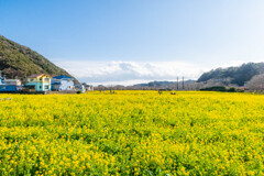 南伊豆の菜の花畑