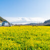 南伊豆の菜の花畑