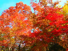 箱根湿生花園の紅葉