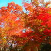 箱根湿生花園の紅葉