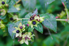 Mirabilis jalapa seed