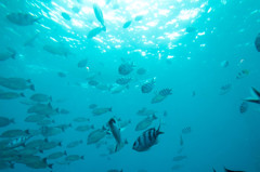 グアムの海中は魚がいっぱい