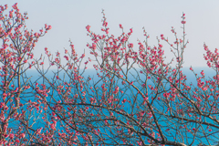 紅梅の香り、潮風に乗って水平線へ