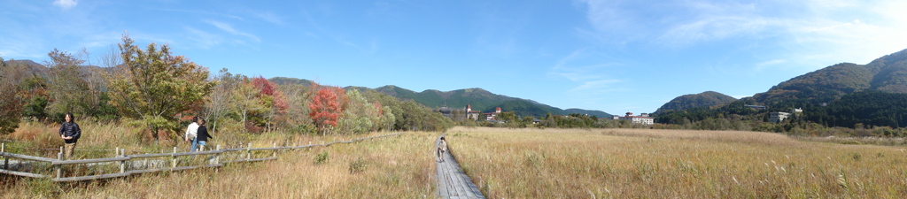 箱根湿生花園のススキ路