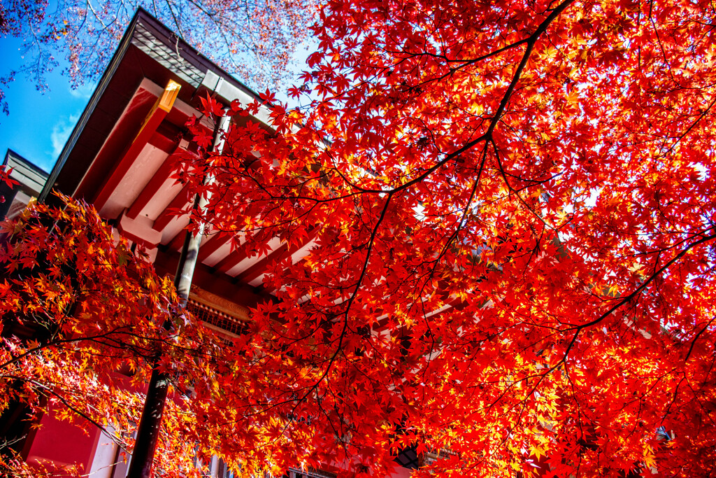 阿夫利神社下社の紅葉