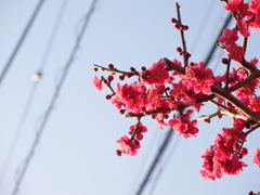 梅
