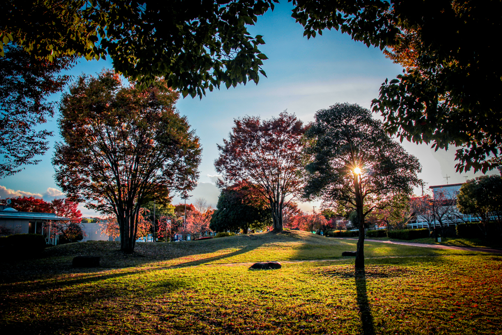 公園の秋