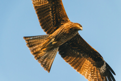 ターゲット、ロックオン。