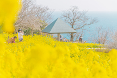 麗らかなな休日