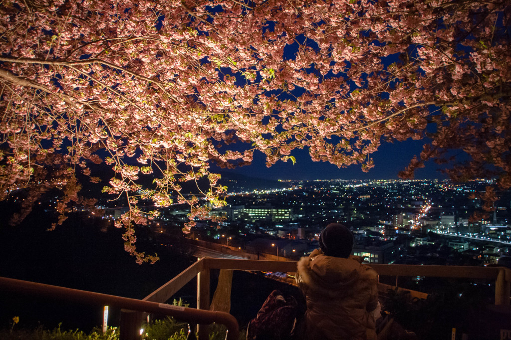 河津桜と街の灯り