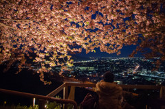 河津桜と街の灯り