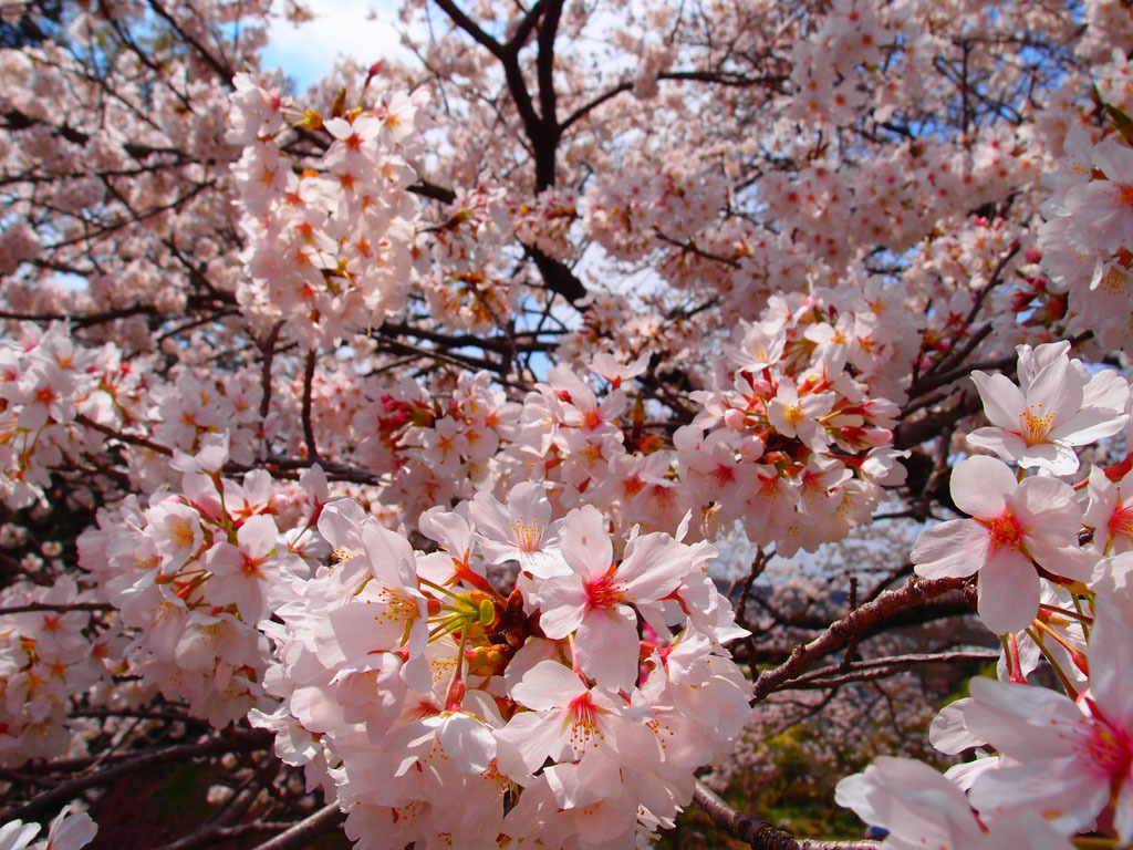 ワサワサワサ～ッ