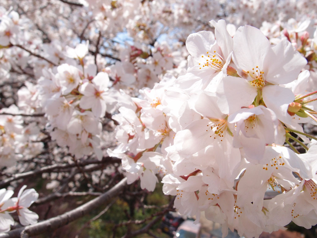 スタンダード桜2