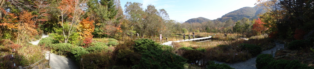 箱根湿生花園のパノラマ